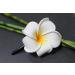 Exotic White Frangipani Flower Hair Clip - 4cm Long - International Shipping Available - Buy Online on GoSupps.com