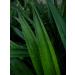 Poudre de Pandan compos e 100% de Pandanus Amaryllifolius Pandan parfum pur et naturel vanille de l'Est Poids net : 50g - Buy Online on GoSupps.com