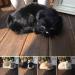 GeKLok Lifelike Simulation Sleeping Cat Toy - Realistic Soft Plush Black Cat Photography Prop - Buy Online on GoSupps.com