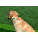 Mihqy Bohemian Dog Collar - Adjustable Soft & Comfortable for All Sizes - Floral Geometric Design (Yellow L: 38-63 cm) - Buy Online on GoSupps.com