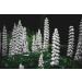 Buy Kamelur Organic White Lupine Seeds - 2.5kg - Sweet German Cultivation - International Shipping Available - Buy Online on GoSupps.com