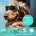 Dog Goggles for Small Dogs Windproof Dog Sunglasses with Adjustable Strap Puppy Sunglasses for Small Medium Dogs Eye Protection Goggles for Outdoor Riding Driving Eyewear (Blue) - Buy Online on GoSupps.com