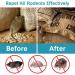 SUAVEC Rodent Repellent 8 Pack - Peppermint Oil Mouse and Rat Deterrent for House, RV, and Outdoor Use - Buy Online on GoSupps.com