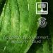 Hair and Body Fragrance Mist Pure Lush (100ML) - Buy Online on GoSupps.com