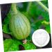 OKUMEYR Heart Shaped Watermelon Molds Gardening Fruit Molds Vegetable Forming Mold Stereotypes Shaper - Buy Online on GoSupps.com