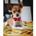 Dogwong Adjustable Red Dog Collar with Removable Fly - Perfect Gift for Small to X-Large Dogs | Comfortable Pet Accessory - Buy Online on GoSupps.com
