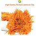 PlantGift Calendula Tea 35G/1.23oz Herbal Tea (Calendula Officinalis) Marigold Tea Pure Herbal Tea Caffeine-Free No GMOs Chinese Tea - Buy Online on GoSupps.com