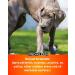 Pro-Kleen Kennel Disinfectant Cleaner & Deodoriser (Lavender Fragrance) - 5L Pack - Tested according to DVG (German Veterinary Medical Society) - Buy Online on GoSupps.com