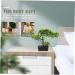 TOPBATHY Welcome Song Japanese Pine Bonsai Home Desk Fake Pine Fake Bonsai Fake Tree Pot Ornaments Guest-greeting Pine Bonsai Decor Plant Office Fake Pine Plastic Desktop Potted Tree As Shown 2 33X26CM - Buy Online on GoSupps.com