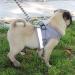 LOOK ANDES DOUCHER: Reflective Soft Padded Dog & Cat Dishes with Leash for Small Dogs & Puppies (XS Chest 24-27cm) - Gray - Buy Online on GoSupps.com