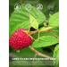  TeeLux TeeLux Pack of 60 Raspberry Leaf Tea Bags Pure Natural Raspberry Leaves Caffeine Free Herbal Tea Bags - Buy Online on GoSupps.com