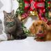 2 Pack Christmas Cat Collar Set with Bow Tie and Bell | Red Green Plaid Xmas Kitten Collar | Adjustable Breakaway Collar for Kitty Cat - Buy Online on GoSupps.com
