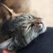 Meowijuana Organic High-Potency Catnip Spray Bundle - 3oz | USA-Grown | For Cat Toys, Teasers & Scratchers | Feline Approved - Buy Online on GoSupps.com