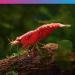 NT Labs Pro-f Enhancer 40g Shrimp Food Aquarium 0733809001021 - Buy Online on GoSupps.com