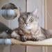 8 Pcs Cat Window Hammock Replacement Suction Cups - Pet Supplies | Vivid Style - Buy Online on GoSupps.com