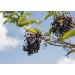 Health Embassy Elderberry Dried Fruit (Sambucus Nigra L) 100g - Pack of 1 - Buy Online on GoSupps.com