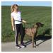 Kerbl 81181 Jogging Leash Active with Hip Belt - Ideal for Hands-Free Dog Exercise | International Shipping Available - Buy Online on GoSupps.com