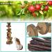 ERKOON 12 Pack Natural Wooden Hamster Chew Toys - Exercise Bell Roller Teeth Care Molar Toy for Small Pets - Buy Online on GoSupps.com