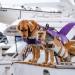 Cit toile Dog Life Jacket - Safe & Light Water Sports Vest for Small Medium & Large Dogs | Reflective Handle & Stylish Colors - Pink Green & Purple - Buy Online on GoSupps.com