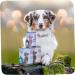 MjAMjAM - Premium Wet Dog Food - Pure Good Turkey 1 Pack (1 x 200g) Grain Free with Extra Meat - Buy Online on GoSupps.com