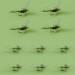 Yazhida Fly Set for Fly Fishing | Trout & Salmon Flies with Waterproof Box - Natural Gray - Buy Online on GoSupps.com