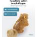 Buy Pettec Interactive Cat Toys - Electric Movable Squirrel with Catnip | Automatic Self-Employment Toy for Cats - Buy Online on GoSupps.com