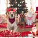 Remifa Dog Bandana 6PCS - Birthday Gift Washable Plaid Printing Bib Double Reversible Scarf Adjustable Accessories for Dogs and Cats - Buy Online on GoSupps.com