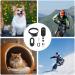 Cat Collar Camera For Pet - Hd 1080P Wireless Cameras & Monitors | Mini Pet Camera For Video Records Portable Stable Sport Action Body Camera For Cats Dogs Outdoor/Indoor Puppy Supplies Birthday Gift Black - Buy Online on GoSupps.com