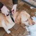 HUNTER CONVENIENCE COMFORT Dog Collar - Neoprene & Plastic 50M Black - International Shipping Available - Buy Online on GoSupps.com