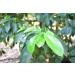 Soursop/Graviola/Guyabano Leaf Tea 60-Teabags (90g) - Buy Online on GoSupps.com