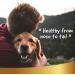 Spot on Natural Cats - 6 Vials of 1 ml - Against Fleas Ticks Mosquitoes - Easy application - Long lasting - Natural and Vegetable Protection for Kittens - Line 101 - Buy Online on GoSupps.com
