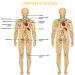 4 Packs Ginger Massage Oil for Lymphatic Drainage 100% Pure Natural Essential Oil - 30ml - Buy Online on GoSupps.com