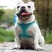 Shop Giapinst No Pull Dog Harness for Small Dogs - Adjustable Breathable Mesh Reflective Stripes | XS (12.6-14 in) Green & Gray - Buy Online on GoSupps.com