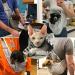 Shop Cuby Dog & Cat Sling Carrier - Soft Cotton Grey Pet Travel Bag for Small Dogs & Cats | Comfortable & Stylish - Buy Online on GoSupps.com