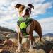 Joytale Neoprene Dog Collar for Medium Dogs - Softly Padded Reflective Green - Durable Nylon Ideal for Safe Walks (1 Pack) - Buy Online on GoSupps.com
