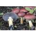 Wine Cap | Live Liquid Mushroom Culture Syringe | Premium Genetics | Commercial Grade | Medicinal Mushroom | Rich in Vitamine D | Contamination Free | Grow at Home | LABSIDE Industries - Buy Online on GoSupps.com