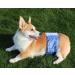 JoyDaog Male Dog Diapers - Reusable Jean Belly Bands XL (20-24 Waist) - 3 Pack - Buy Online on GoSupps.com