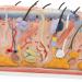 3B Scientific J13 Skin Block Model 70 Times Full-Size 17.3-Inchx9.4-Inchx9.1-Inch - Buy Online on GoSupps.com