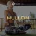 Organic Mullein Leaf Extract - Lung Cleanse & Respiratory Support - 4 Oz Tincture - Made in USA - Buy Online on GoSupps.com