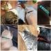 Personalized Black Cat Neck Bands with Bell | Custom Embroidered ID & Safety Buckle for Cats - Buy Online on GoSupps.com