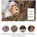 Premium 16 oz Dried Shiitake Mushrooms - Top Grade Dehydrated FUYUKI Wild AAA Natural Grown Mushroom - 4-5cm - Buy Online on GoSupps.com
