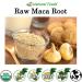 Organic Maca Root Powder - Adaptogen Superfood Supplement - Red Yellow & Black Blend - 1 lb (16 oz) - Grown In Peru - Raw Vegan Non GMO Gluten Free - Buy Online on GoSupps.com