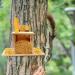 Direct Wicker Squirrel Feeder Wood Flip-Up Roof For Squirrel Food Placement Removable Front Panel Squirrel Feeder Just For Squirrels - Buy Online on GoSupps.com