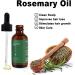 Rosemary Essential Oil Rosemary Hair Oil for Hair Growth Nourishes the Scalp Improves Hair Loss Organic Rosemary Essential Oil Stimulates Hair Growth for Eyelashes and Eyebrows - Buy Online on GoSupps.com