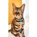 Kittyrama Reflective Cat Pendant - Waterproof & Secure | Perfect for Reflective Cat Collars | Shop Silver Ninja & More! - Buy Online on GoSupps.com