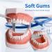 Dental Teeth Model Removable Tooth Teach Practice Model Teeth Model Includes 32Pcs Teeth for Practicing Restorative Techniques Come with A Small Screwdriver - Buy Online on GoSupps.com
