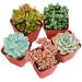 Live Succulent Plants, 5 Pack Assorted Real Succulents Potted in 2" Starter Planter with Soil Mix, Rare Small Indoor House Plants for Home Garden Wedding Decor Party Favor DIY Gift 5 units