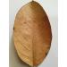 Exquisite Premium Ceylon Jackfruit Leaves (Pack of 25) - Ideal for Culinary and Decorative Uses - Handpicked Quality Straight from the Tropics. - Buy Online on GoSupps.com