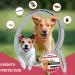 2 Pack Dog Flea and Tick Collar for Dogs - 27 Inch, 8 Month Protection - Tick Prevention for Dogs - Buy Online on GoSupps.com