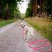 Wolfone 3m Pink Drag Line Leash for Dogs - Waterproof Durable Training Leash for Recall Swimming Camping & Beach Walks - Buy Online on GoSupps.com